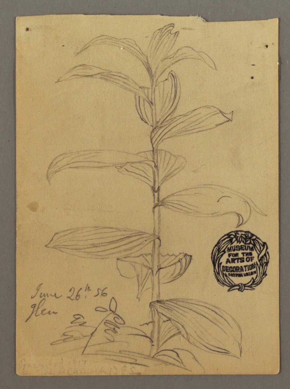 デッサン、植物の研究、1856年6月26日 作： フレデリックエドウィン教会