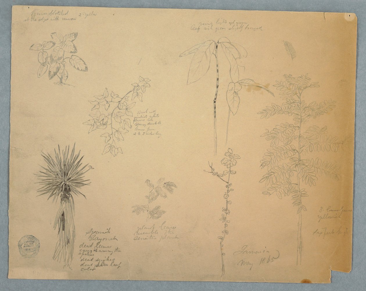 デッサン、木とスペイン銃剣、他5点の植物画、ジャマイカ、1865年5月 作： フレデリックエドウィン教会
