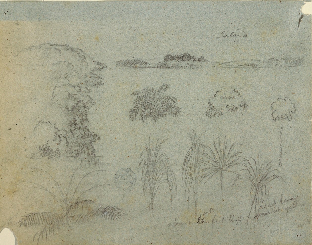 デッサン、樹木の頂、樹木、5種類の植物のデザイン、遠くの島のある習作、1852-53年頃 作： フレデリックエドウィン教会