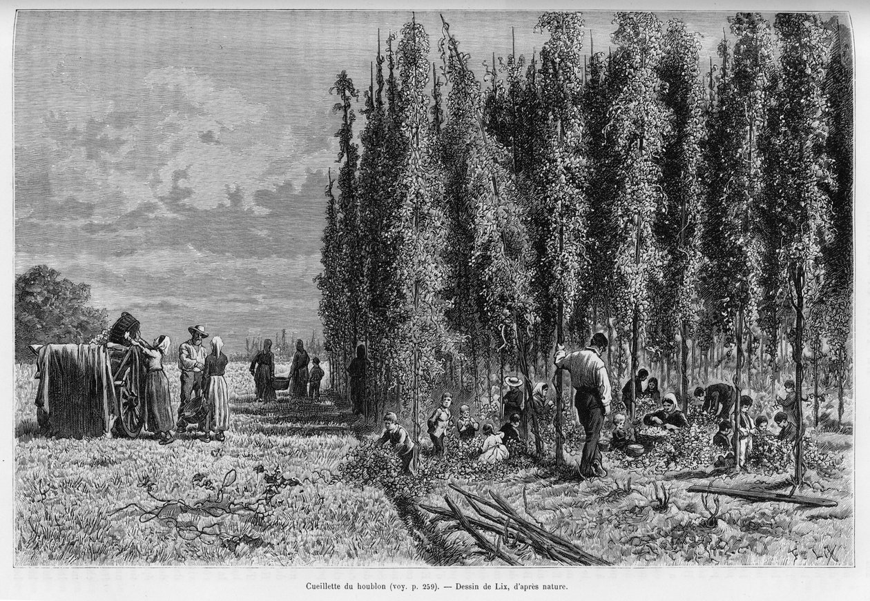 ホップの収穫。エドゥアール・シャルトン（1807-1890）が監督した1888年のツアー・デュ・モンドに参加したドイツ人副官シャルル・グラッドが1887年に行った「アルザスとロレーヌ地方を巡る旅」の物語を説明するためにリックスが描いたもので、アシェット社（パリ）が出版しています。 作： フレデリック・セオドア・リックス
