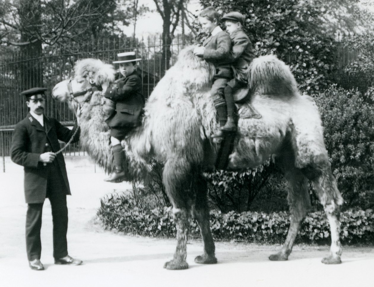 1913年頃、ロンドン動物園でのラクダに乗る 作： フレデリックウィリアムボンド