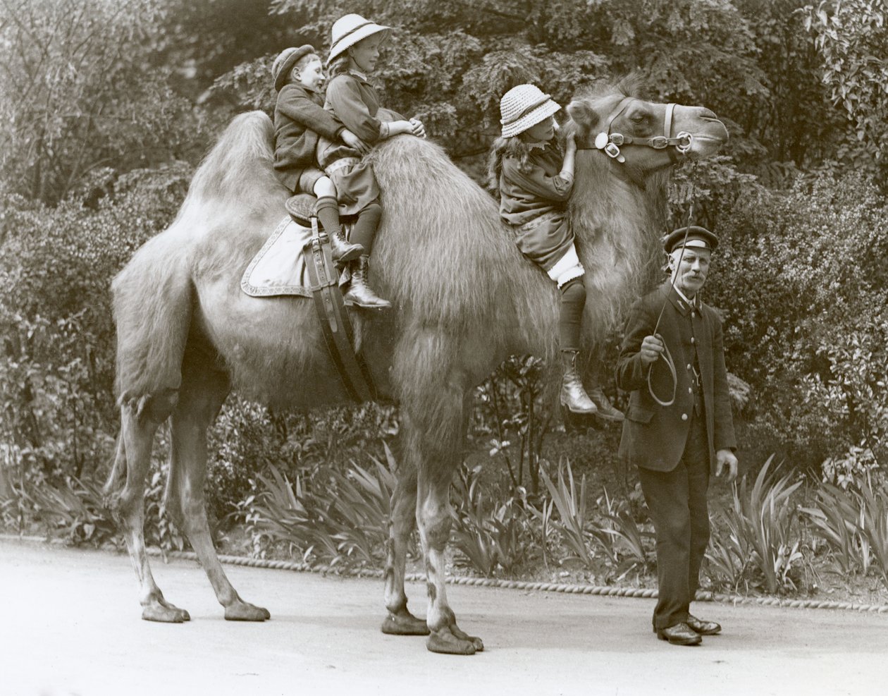 1914年5月、ロンドン動物園で飼育員と3人の子供と一緒にバクトリアラクダに乗る 作： フレデリックウィリアムボンド