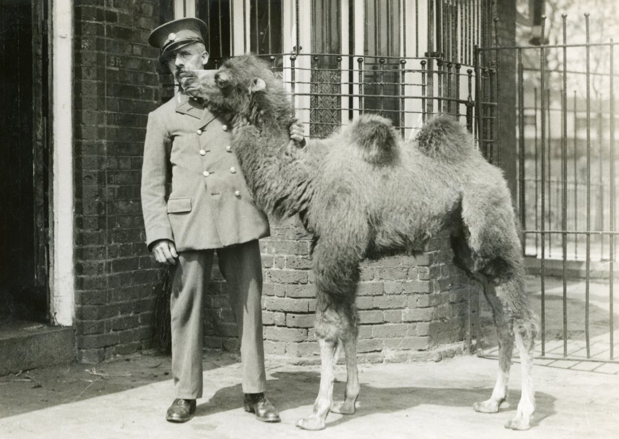 1929年にロンドン動物園で動物園で生まれてから4週間後の番人がいるフタコブラクダの子牛 作： フレデリックウィリアムボンド