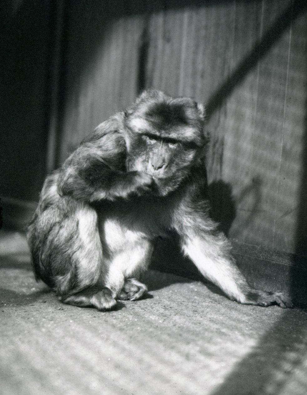 ロンドン動物園でのバーバリエイプ、1914年3月 作： フレデリックウィリアムボンド