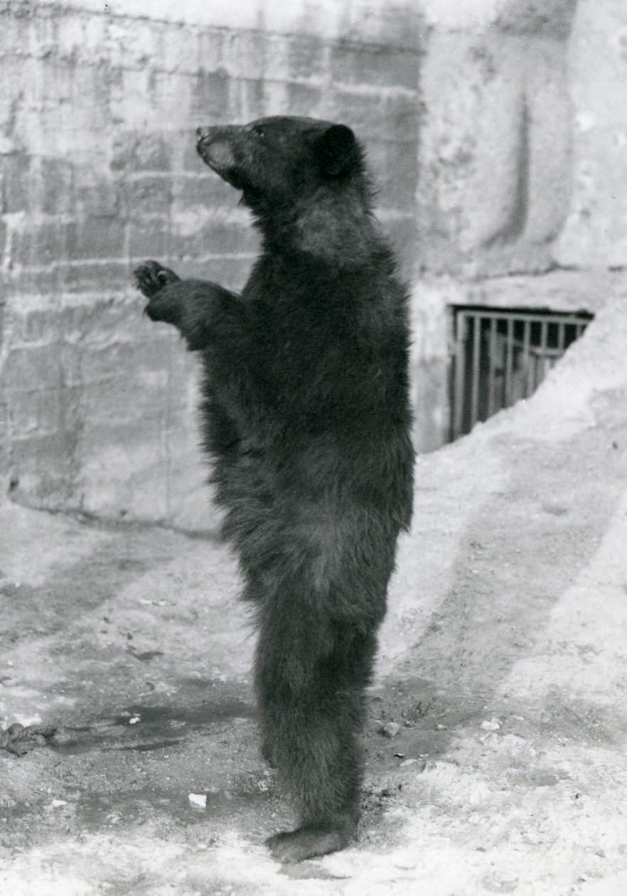 1921年にロンドン動物園でその囲いの中にあるマッピンテラスで直立したクロクマ（bw写真） 作： フレデリックウィリアムボンド