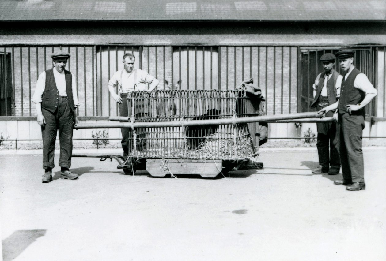 1922年6月、ロンドン動物園の飼育係が檻に入れて輸送されている黒ヒョウ 作： フレデリックウィリアムボンド