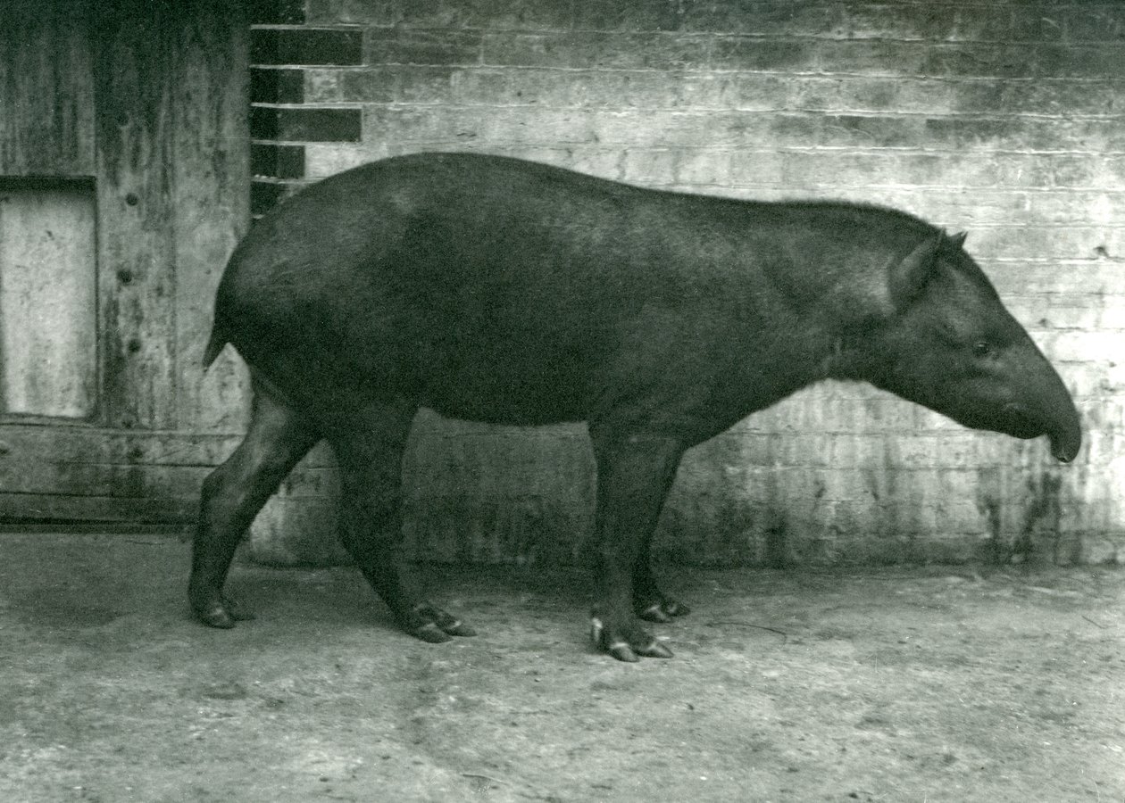 1922年9月、ロンドン動物園でのブラジルまたは南アメリカのバク（bw写真） 作： フレデリックウィリアムボンド