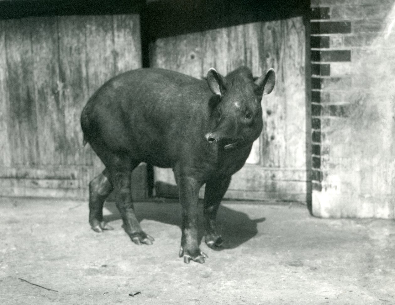 1922年9月、ロンドン動物園でのブラジルまたは南アメリカのバク（bw写真） 作： フレデリックウィリアムボンド