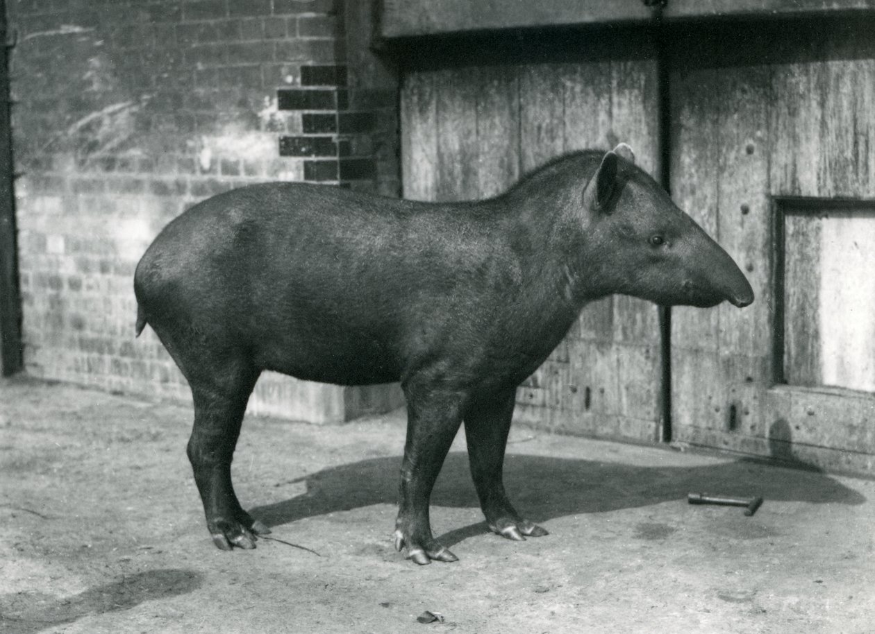 1922年9月、ロンドン動物園でのブラジルまたは南アメリカのバク（bw写真） 作： フレデリックウィリアムボンド