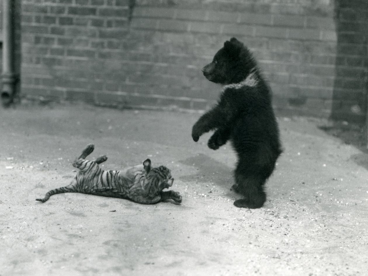 1914年4月、ロンドン動物園でヒグマの子がトラの子と遊ぶ 作： フレデリックウィリアムボンド