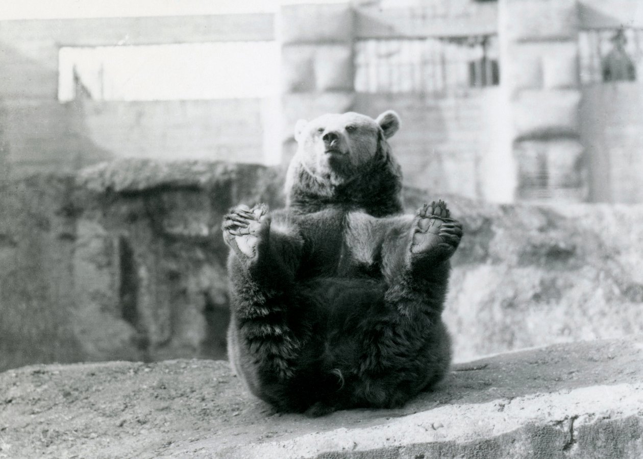 1921年8月、ロンドン動物園のMappin Terracesに座って、足で後ろ足を抱えているヒグマ 作： フレデリックウィリアムボンド