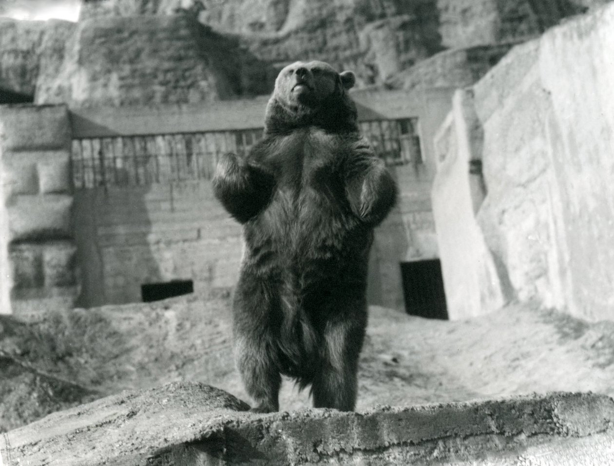 ヒグマが後ろ足で直立する、Mappin Terraces、ロンドン動物園、1921年8月 作： フレデリックウィリアムボンド