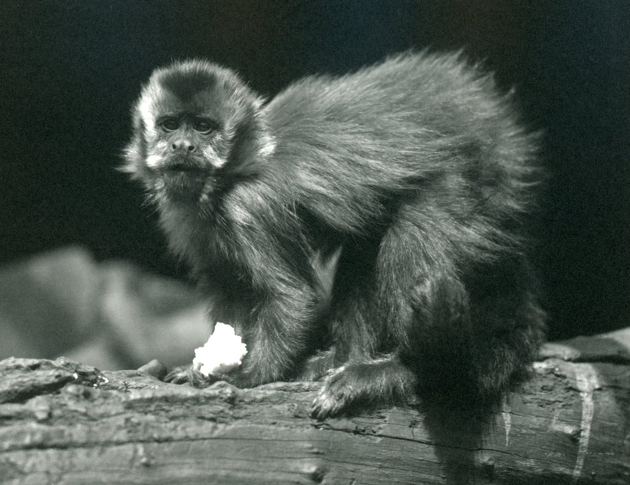 1914年7月、ロンドン動物園でのブラウンまたはタフテッドオマキザル 作： フレデリックウィリアムボンド
