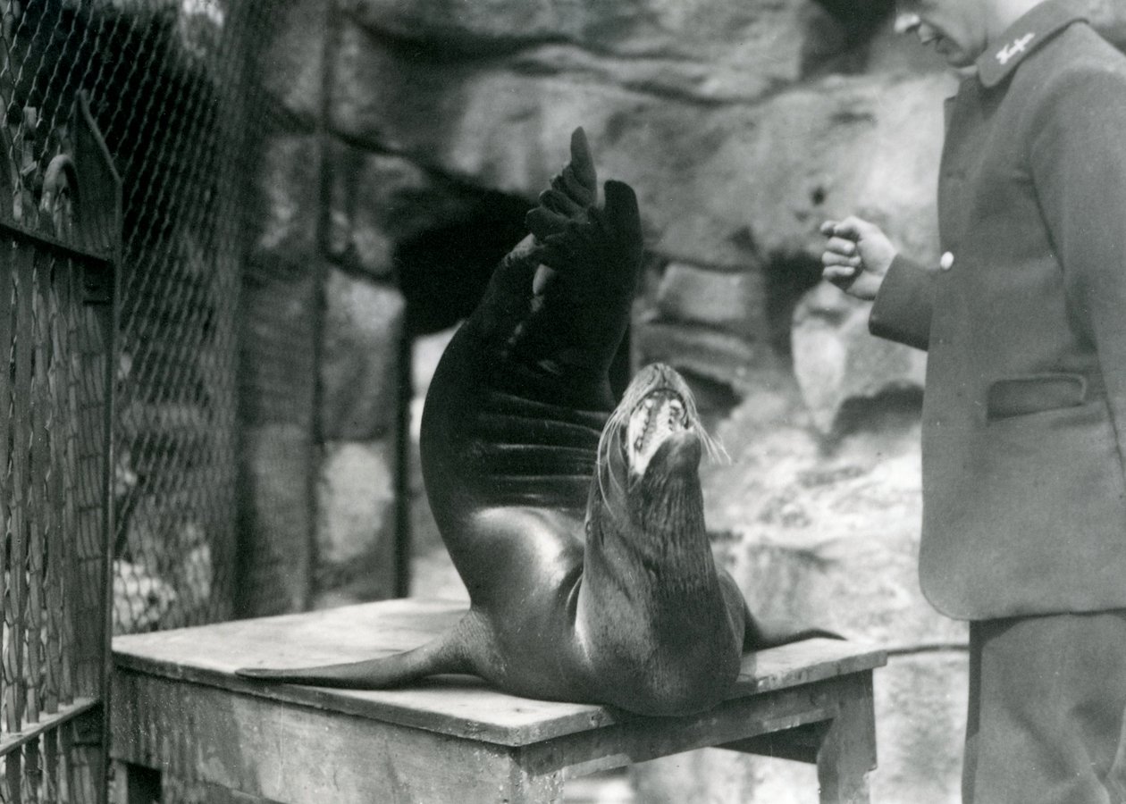 1921年7月、ロンドン動物園で飼育されているカリフォルニアアシカ 作： フレデリックウィリアムボンド