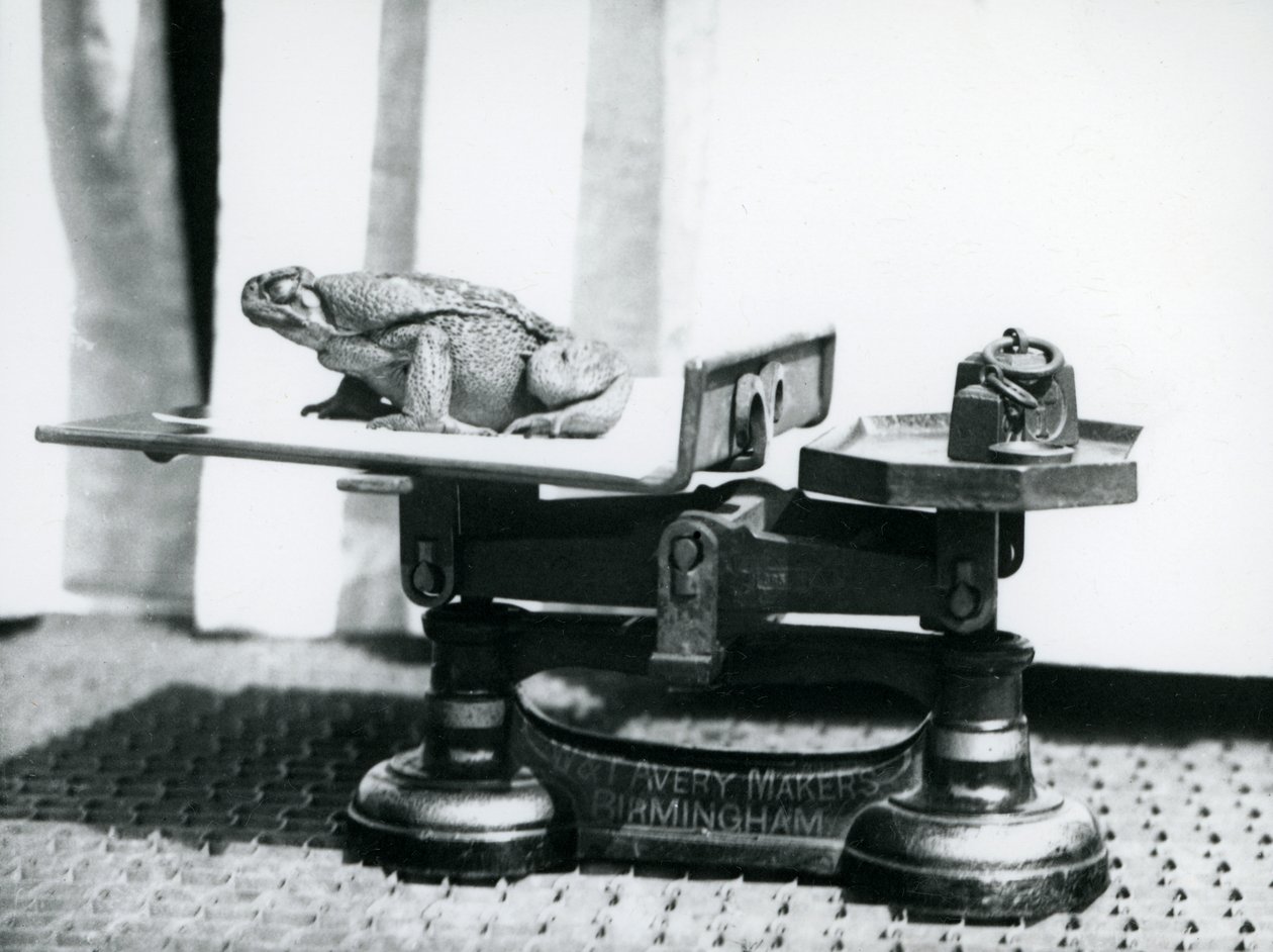 ロンドン動物園で体重を計る体重計の上に座っている杖のヒキガエル、1923年（bw写真） 作： フレデリックウィリアムボンド