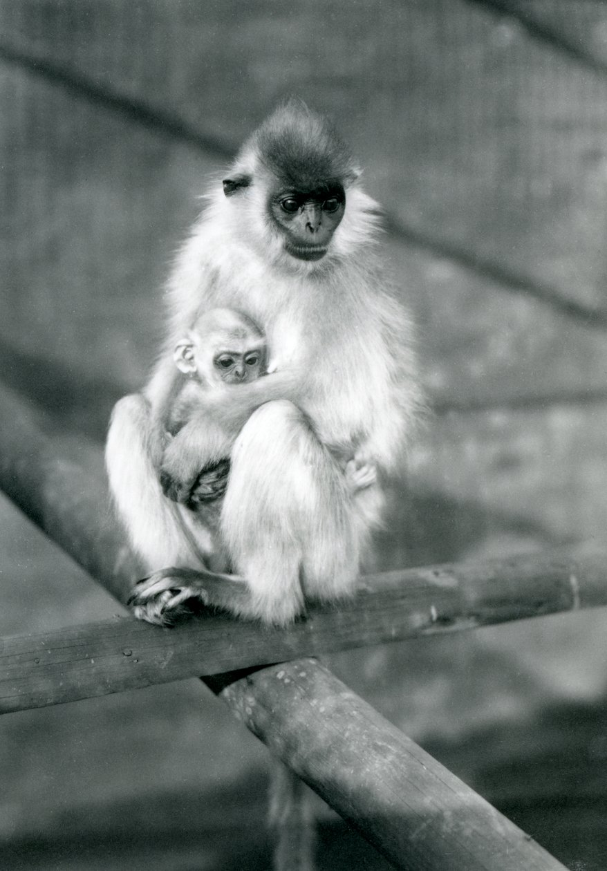 1913年11月11日ロンドンの動物園で、梁の上に座りながら赤ちゃんを抱きしめている帽子をかぶったラングール 作： フレデリックウィリアムボンド