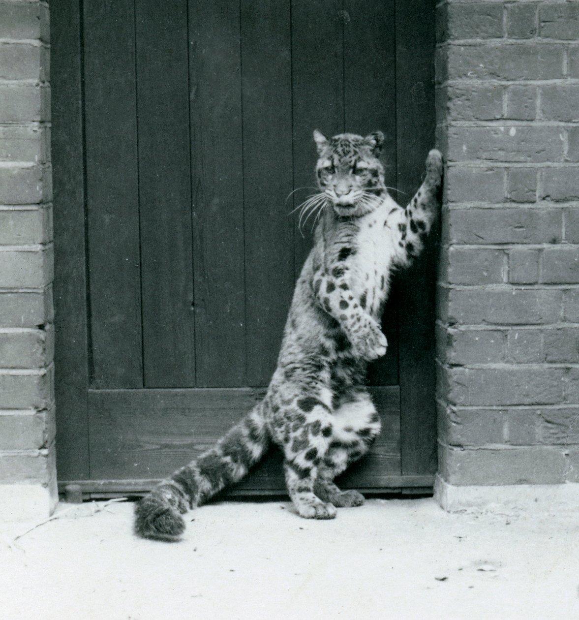 曇ったヒョウが後ろ足で立って、出入り口にリクライニング、ロンドン動物園、1922年（bw写真） 作： フレデリックウィリアムボンド