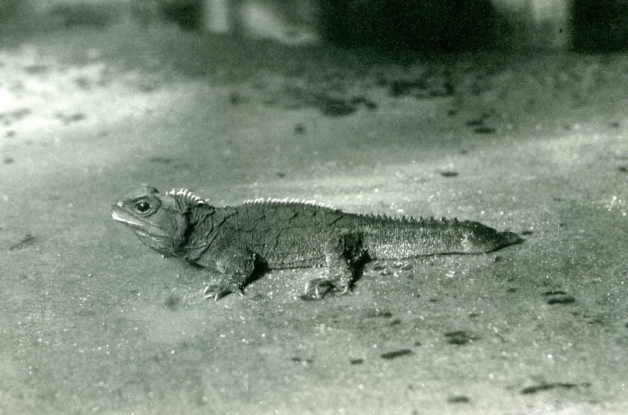クック海峡、またはロンドン動物園の北トゥアタラ、1923年頃（bw写真） 作： フレデリックウィリアムボンド