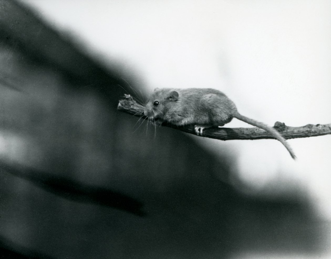ロンドン動物園のブランチにいるヤマネ、1914年5月の白黒写真 作： フレデリックウィリアムボンド