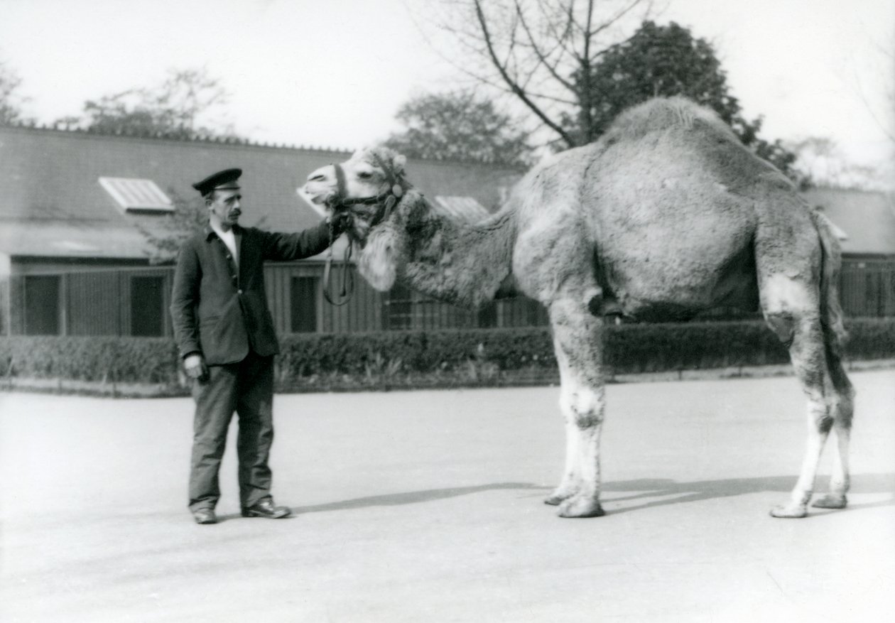 1923年にロンドン動物園で飼育員W.スタイルと飼育されているヒトコブラクダまたはアラビアンラクダ（bw写真） 作： フレデリックウィリアムボンド