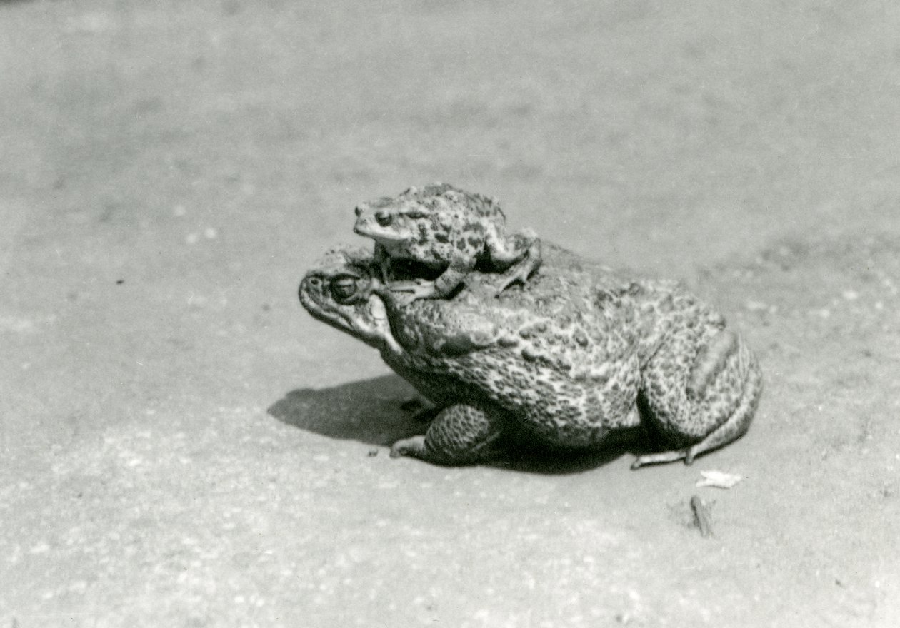 GiantCaneMarine Toad、ロンドン動物園、1923年8月に座っているヨーロッパのヒキガエル（bw写真） 作： フレデリックウィリアムボンド