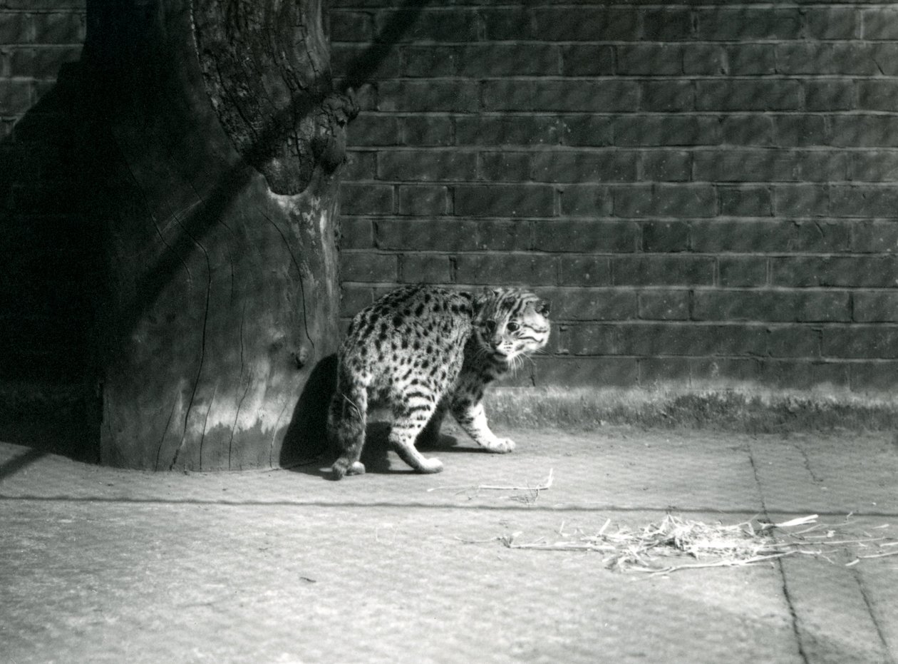 1921年7月、ロンドン動物園の釣り猫 作： フレデリックウィリアムボンド