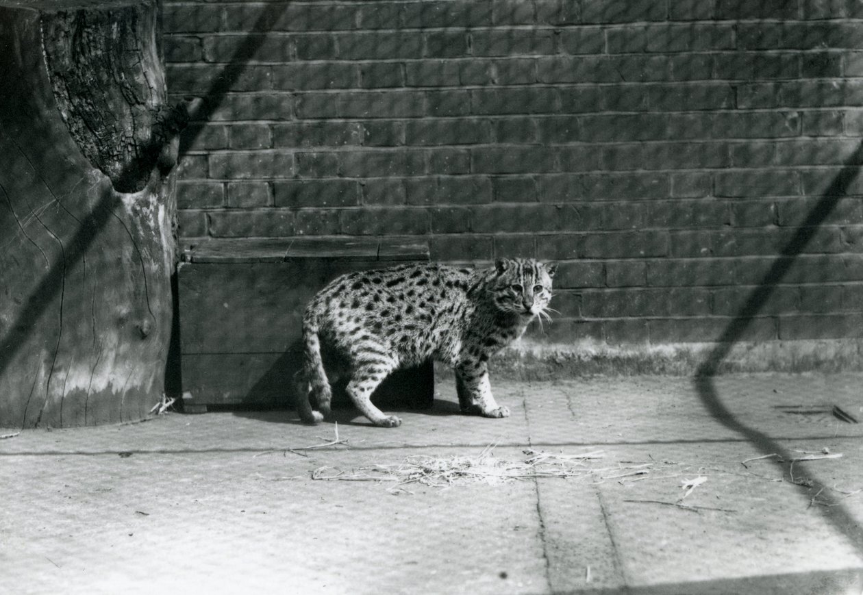 1921年7月、ロンドン動物園の釣り猫 作： フレデリックウィリアムボンド