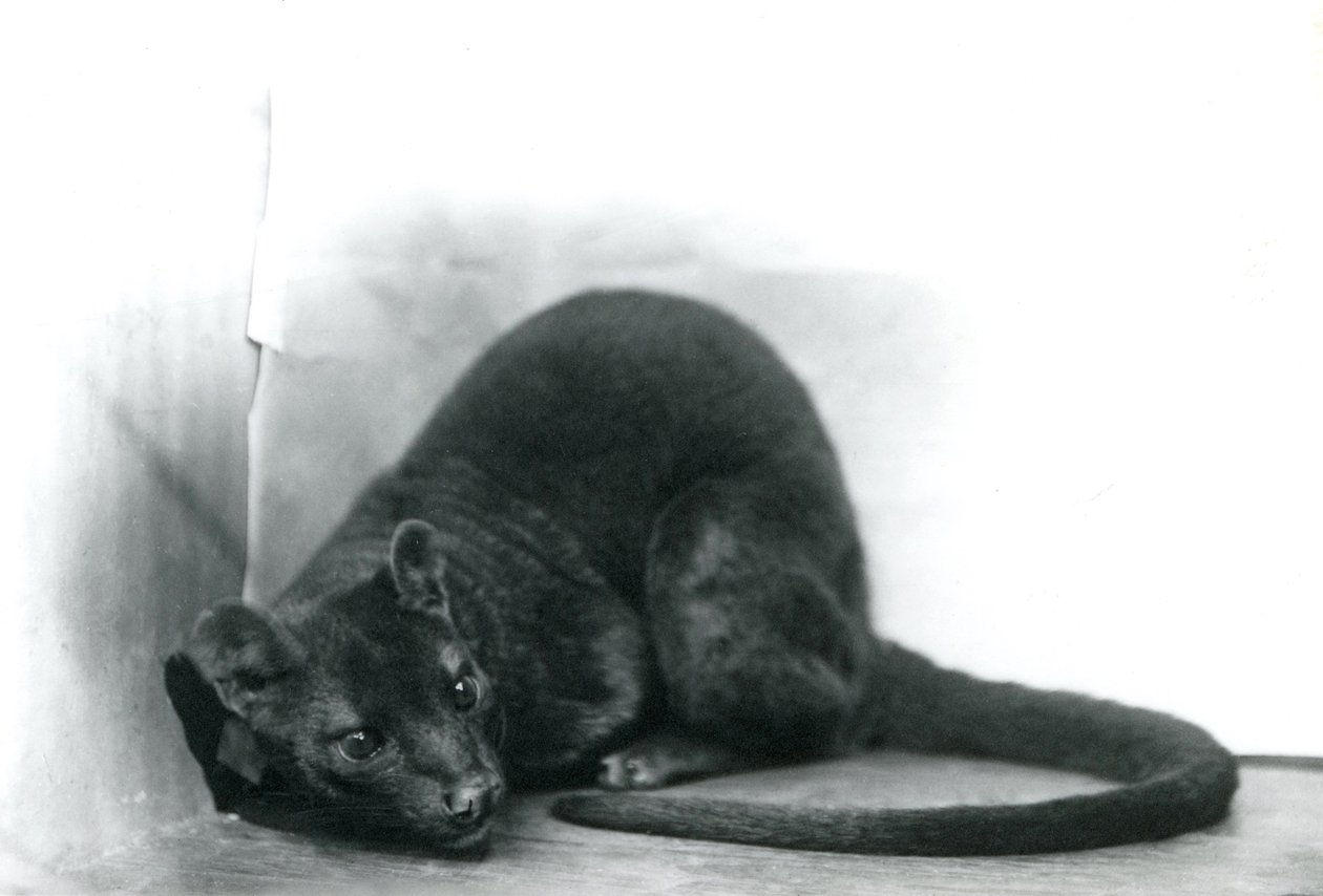 1912年11月、ロンドン動物園のフォッサ 作： フレデリックウィリアムボンド