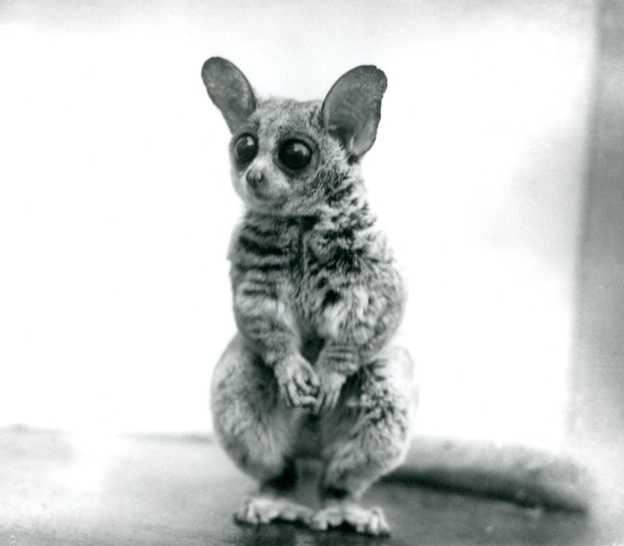 1913年9月12日、ロンドン動物園のGalago moholi、またはMohol bushbaby 作： フレデリックウィリアムボンド