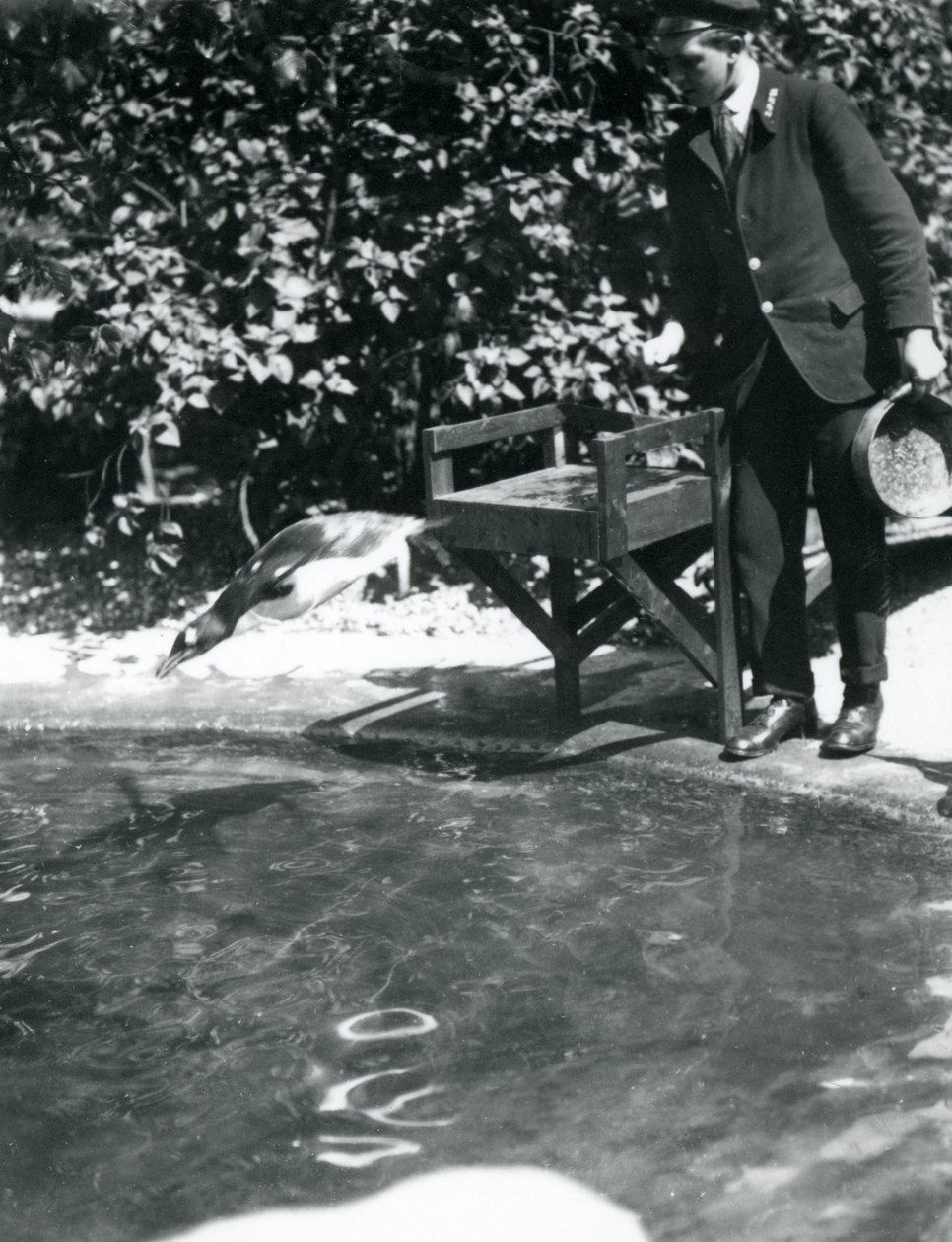 ジェンツーペンギンは、飼い主がプールに投げ込んだ魚を追って潜水します。1914年6月、ロンドン動物園。 作： フレデリックウィリアムボンド