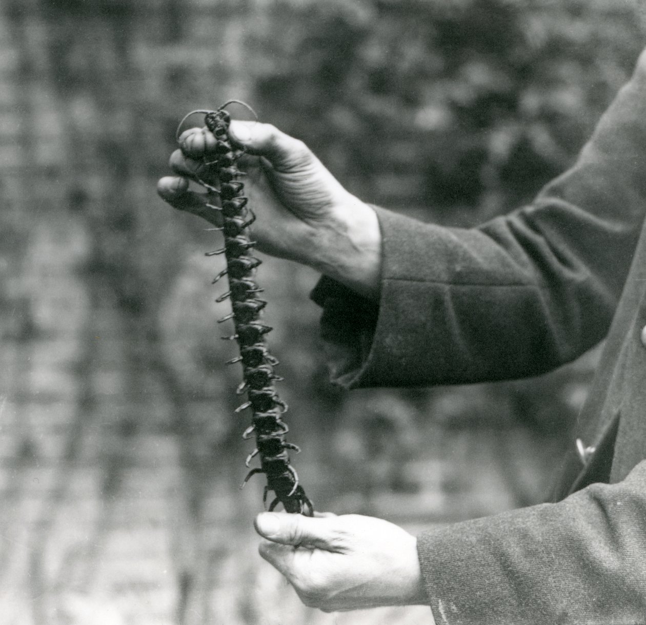 巨大なムカデはその飼育係であるロンドン動物園、1923年（bw写真）によって慎重に保持されています。 作： フレデリックウィリアムボンド