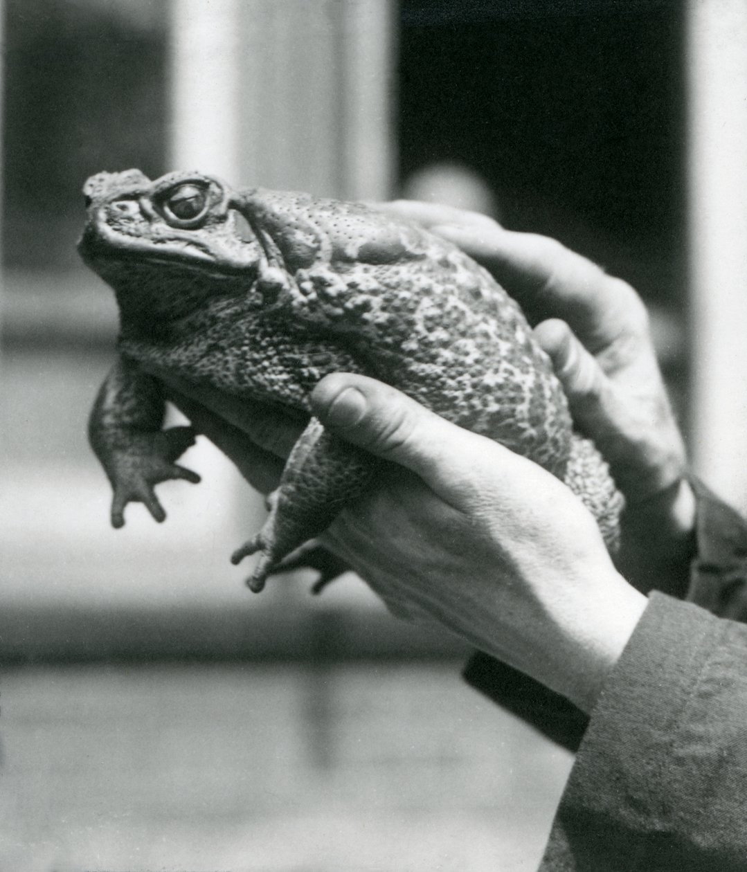 1923年8月にロンドン動物園で飼育員の手に収められた巨大なツキノワグマ（bw写真） 作： フレデリックウィリアムボンド