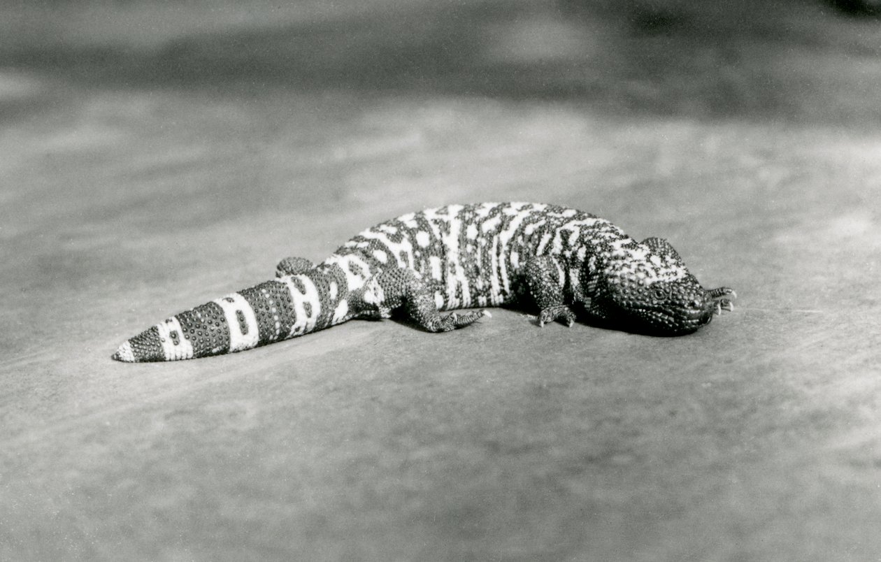 1923年9月、ロンドン動物園のギラモンスター（bw写真） 作： フレデリックウィリアムボンド