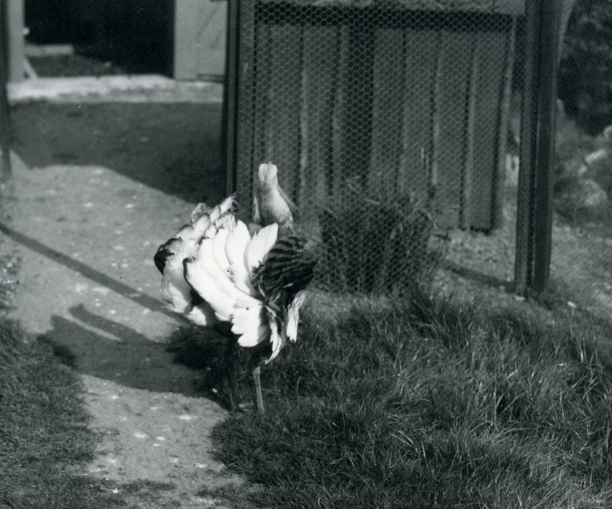 1914年5月、ロンドン動物園で羽を展示した大バスタード 作： フレデリックウィリアムボンド