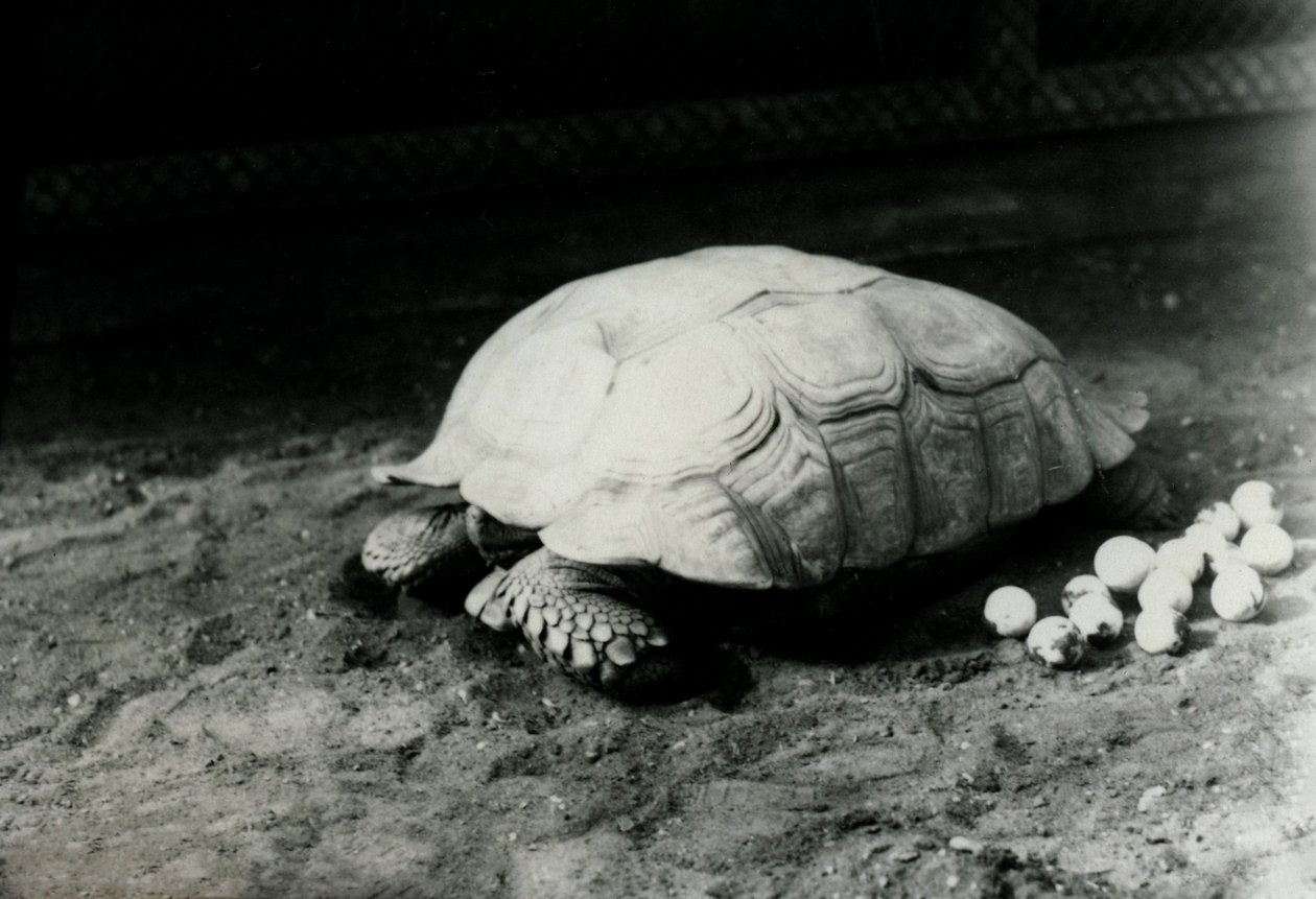1922年7月、ロンドン動物園での卵が生えた溝のあるまたはアフリカの亀 作： フレデリックウィリアムボンド