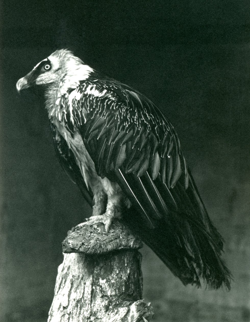 1914年6月、ロンドン動物園でのランメルギエ、またはヒゲワシ 作： フレデリックウィリアムボンド