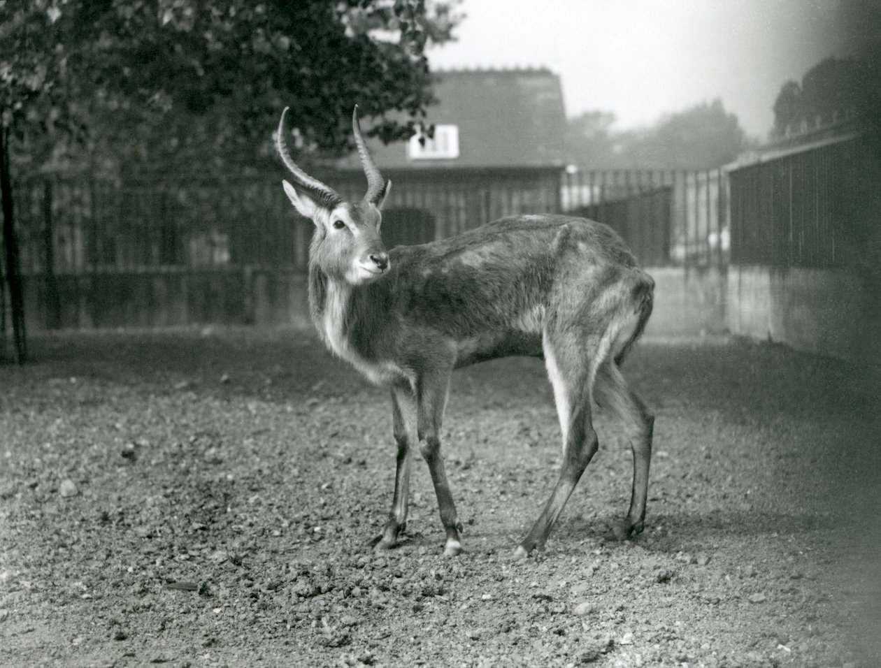 1921年9月、ロンドン動物園のリーチュエ 作： フレデリックウィリアムボンド