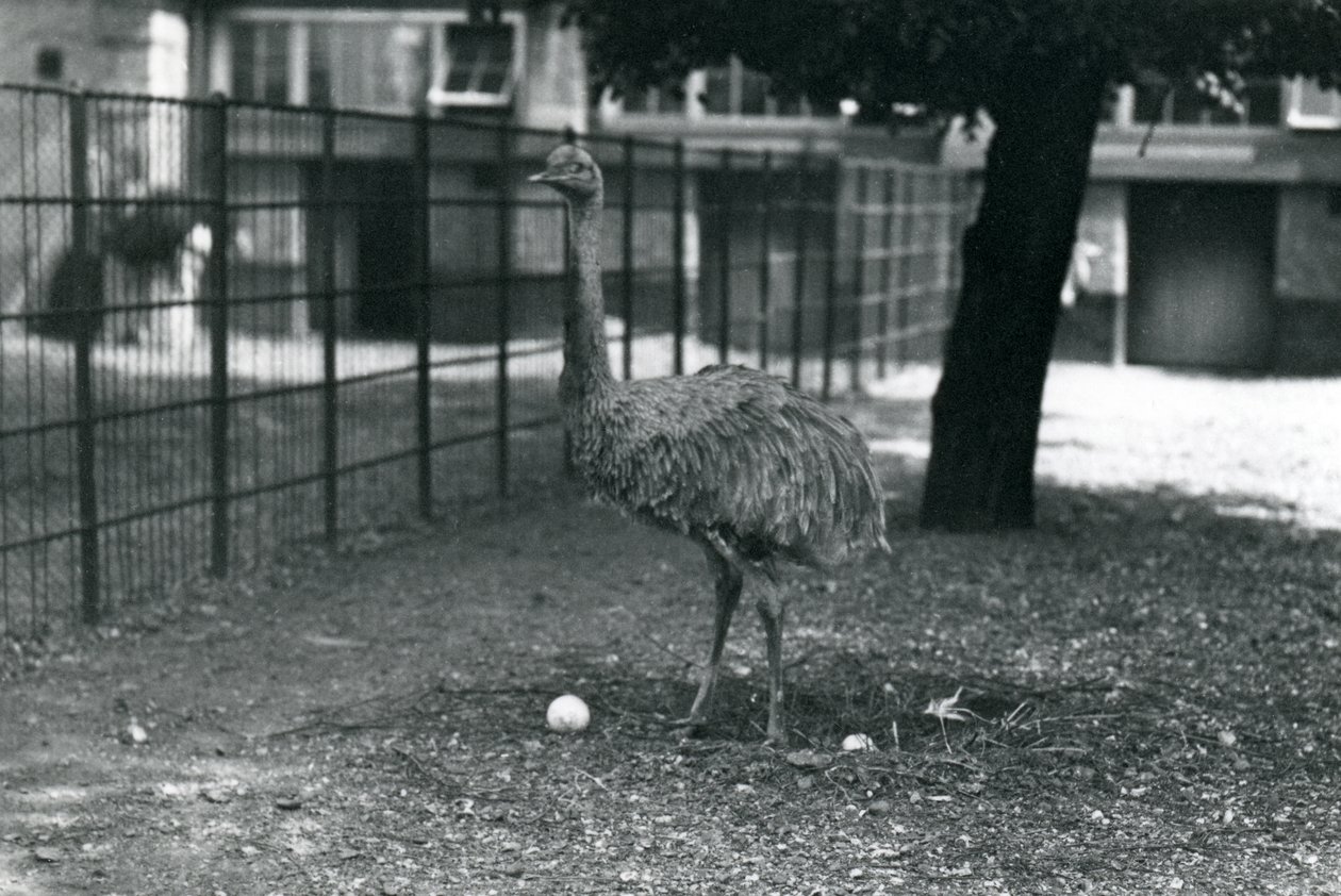 1914年5月、ロンドン動物園の2つの卵が巣にいるレッサーまたはダーウィンのレア 作： フレデリックウィリアムボンド