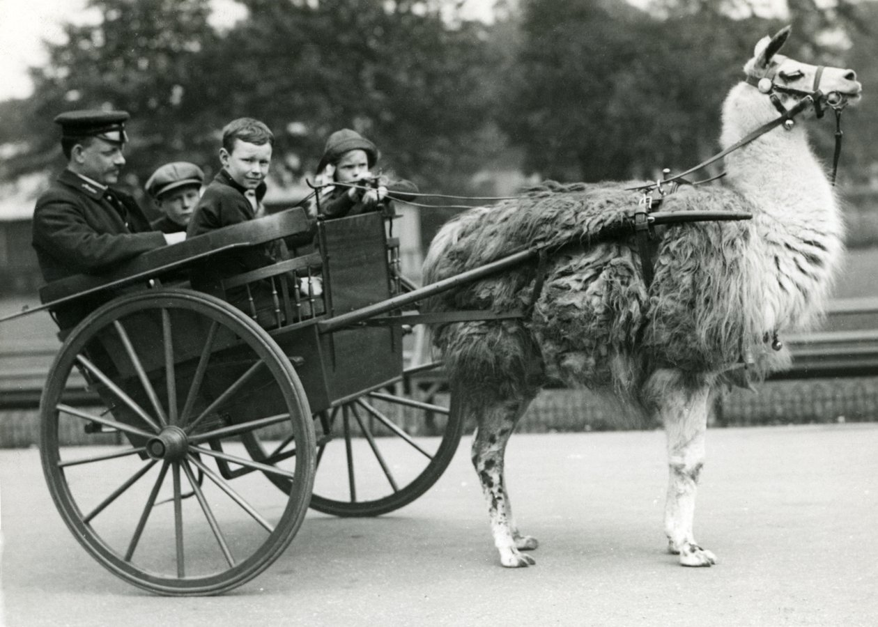 1914年5月、ロンドン動物園で飼育係と子供と一緒にラマカートに乗る 作： フレデリックウィリアムボンド