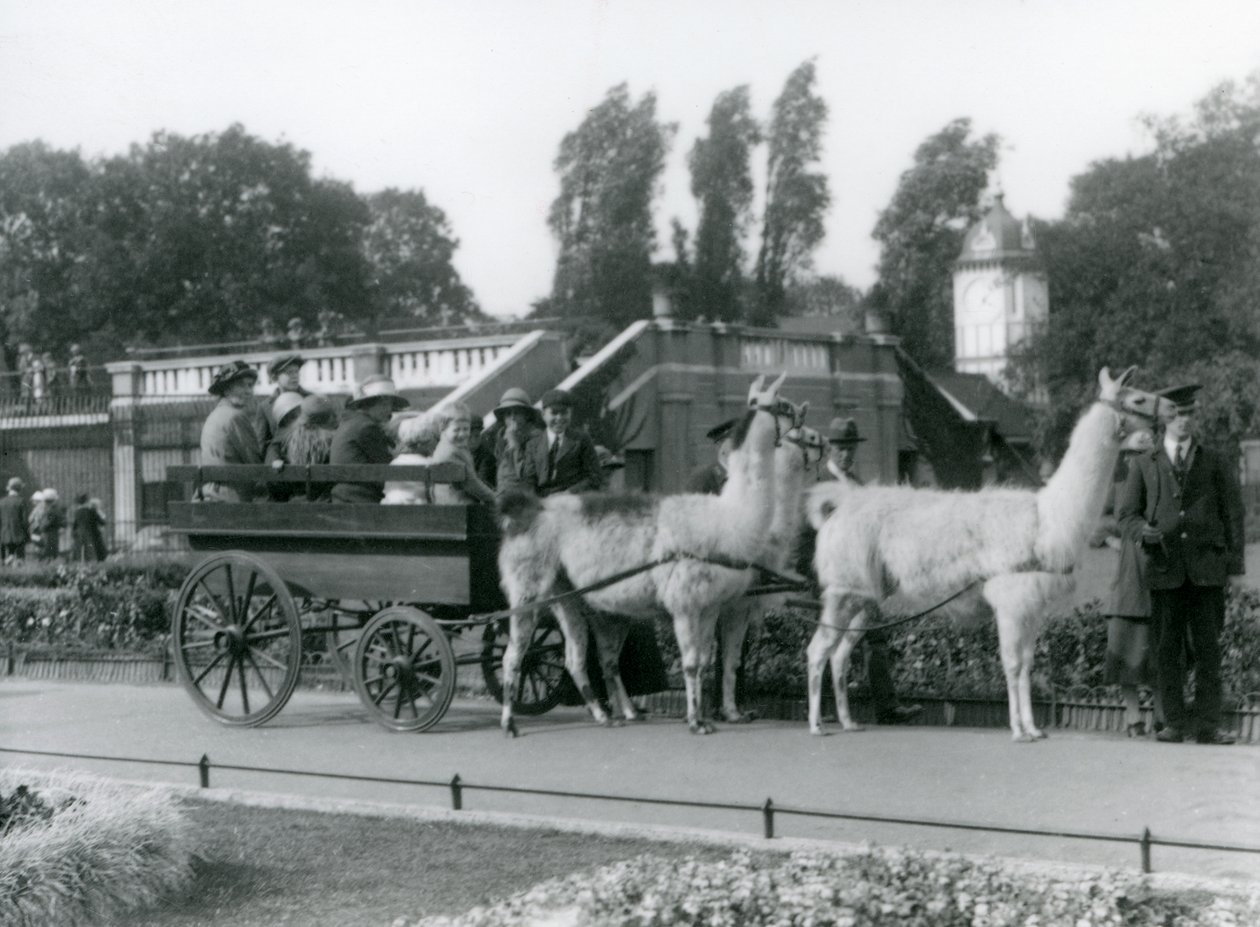 1923年8月にロンドン動物園のキーパーズが率いる3人のラマと一緒に訪問者のためのラマカートに乗る（bw写真） 作： フレデリックウィリアムボンド