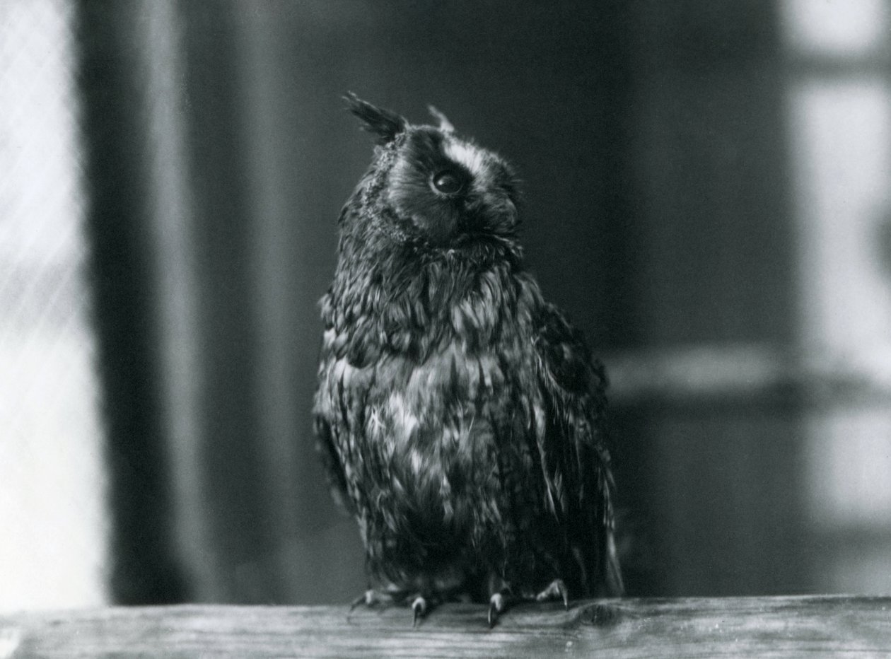 1922年1月、ロンドン動物園でのミミズク 作： フレデリックウィリアムボンド