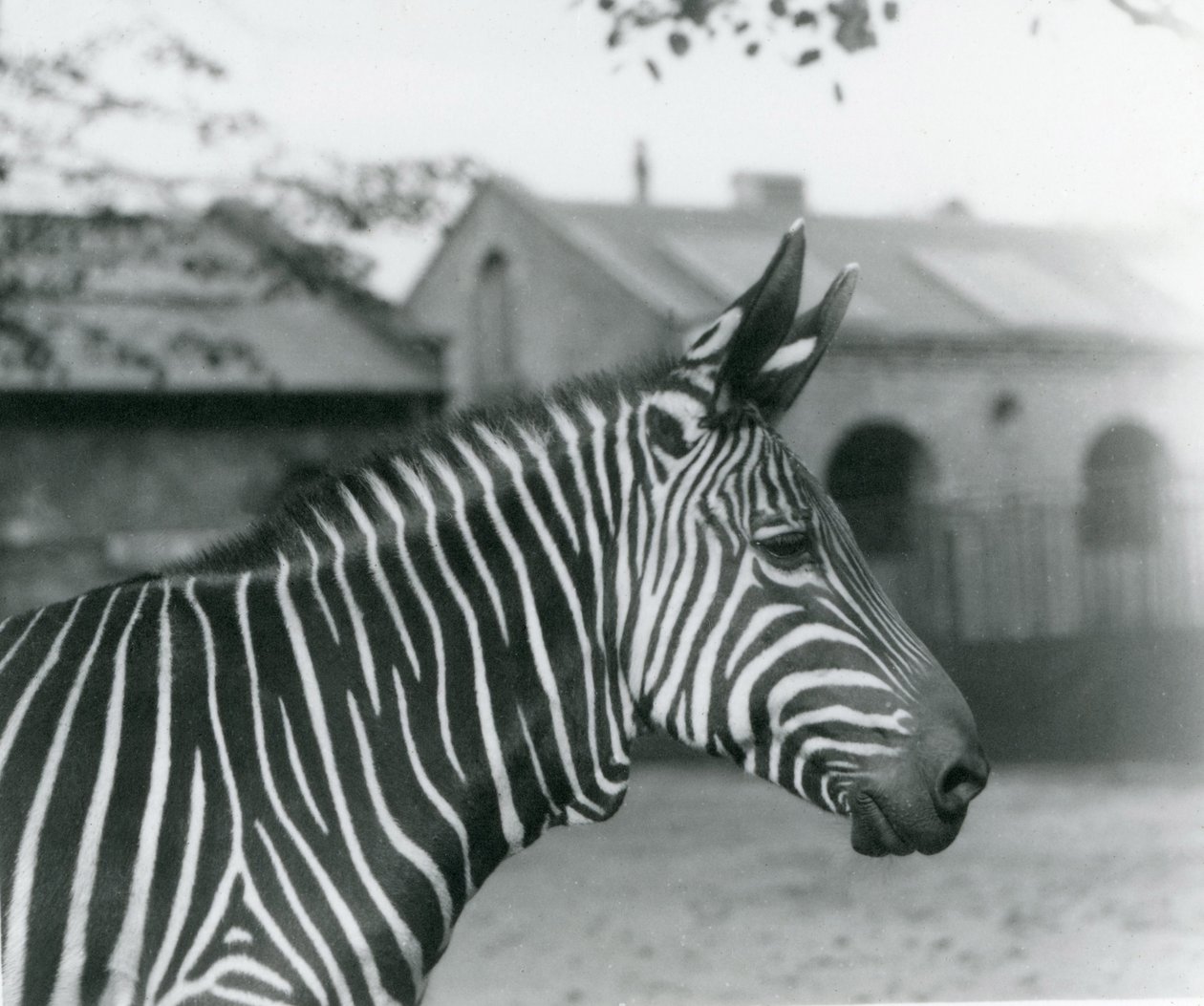 1921年9月、ロンドン動物園のマウンテンゼブラ 作： フレデリックウィリアムボンド