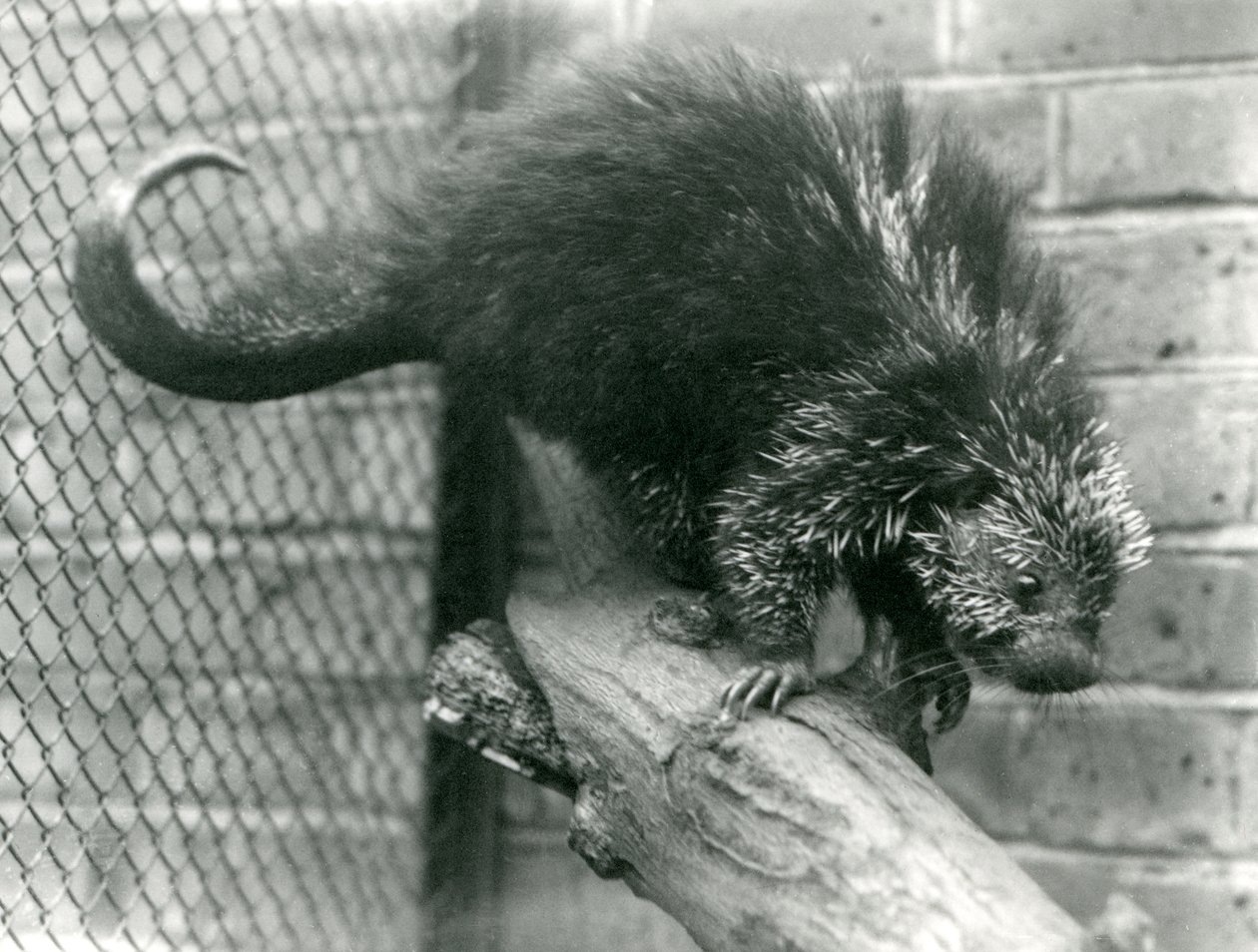 1923年にロンドン動物園でその囲いの枝にある北アメリカヤマアラシ（bw写真） 作： フレデリックウィリアムボンド