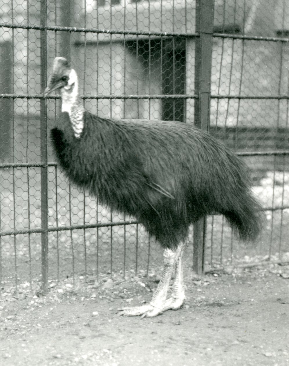 1914年10月、ロンドン動物園の北部ヒクイドリ 作： フレデリックウィリアムボンド