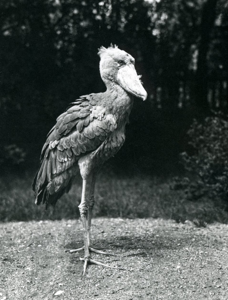 1914年6月、ロンドン動物園でのハシビロコウまたはクジラ目コウノトリ 作： フレデリックウィリアムボンド