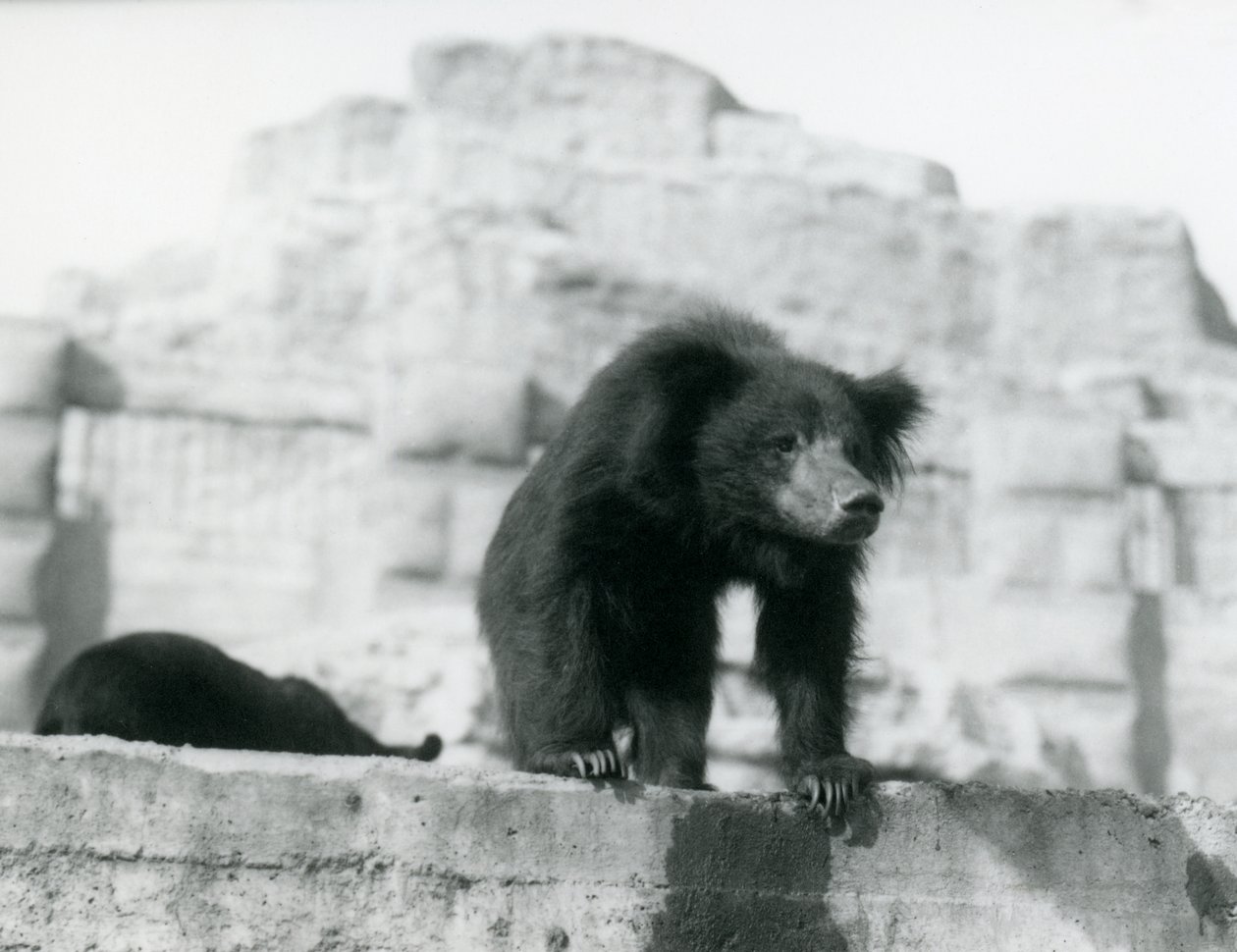 ナマケグマは、1914年9月にロンドン動物園のMappin Terracesの前の囲いから見下ろしています（vw写真） 作： フレデリックウィリアムボンド