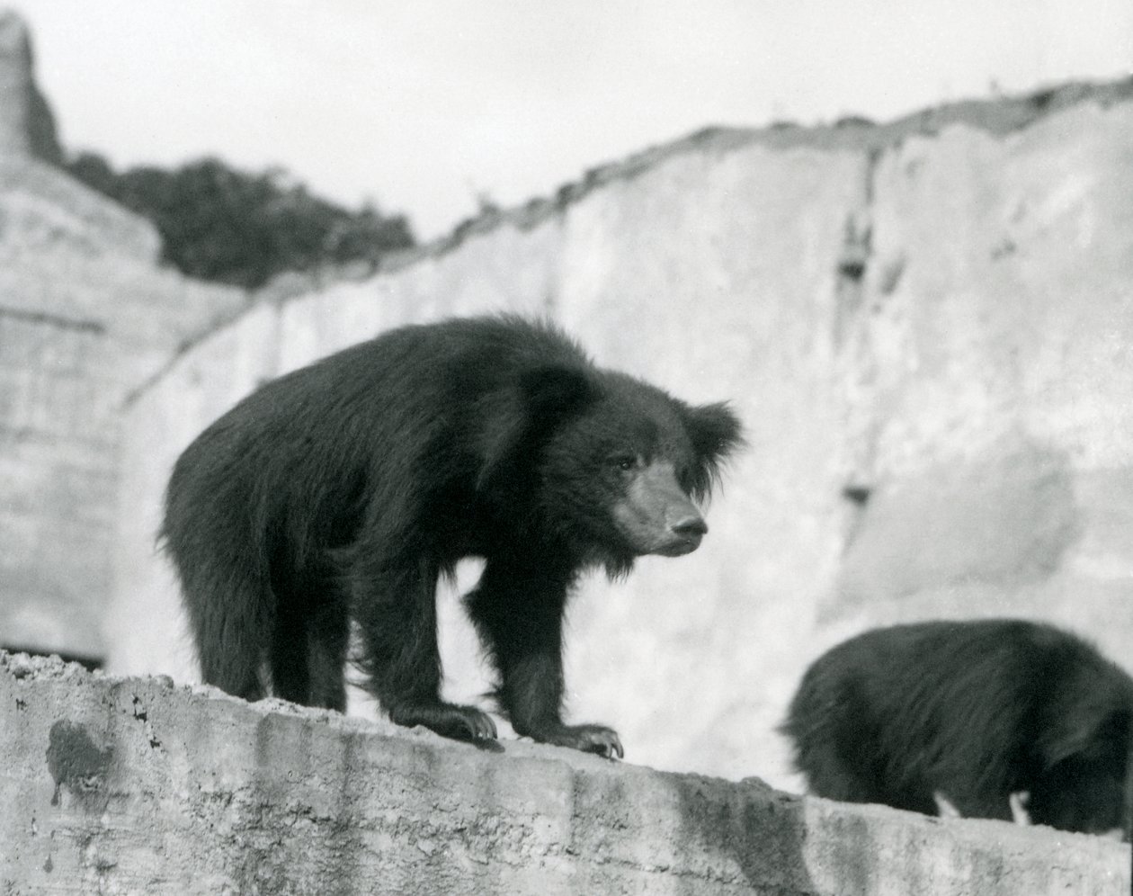 ナマケグマは、1914年9月にロンドン動物園のMappin Terracesの前の囲いから見下ろしています（vw写真） 作： フレデリックウィリアムボンド