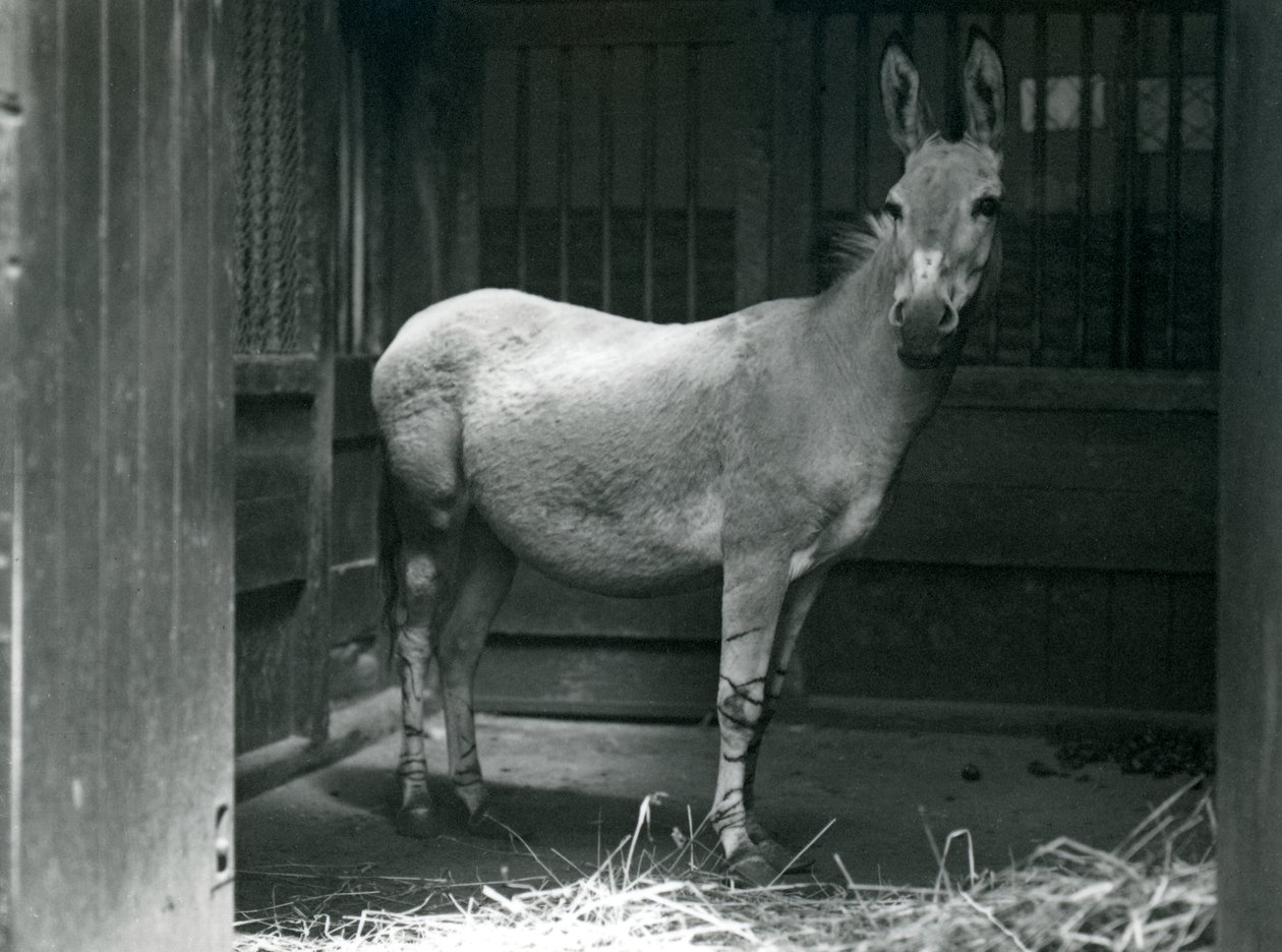 1915年、ロンドン動物園でのソマリワイルドアス。ソマリワイルドアスは、絶滅危惧種のアフリカのワイルドアスの亜種です。 作： フレデリックウィリアムボンド