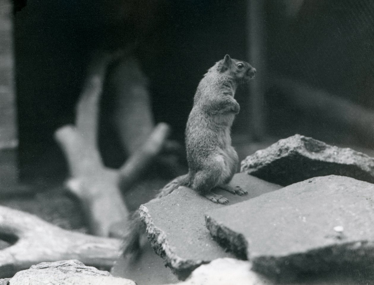 ロンドン動物園の岩の上に腰掛けているキツネやキツネのリス。 1916年8月。 作： フレデリックウィリアムボンド
