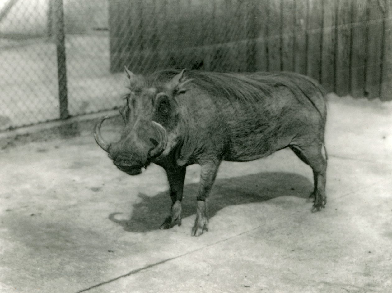イボイノシシ、ロンドン動物園、1923年（bw写真） 作： フレデリックウィリアムボンド